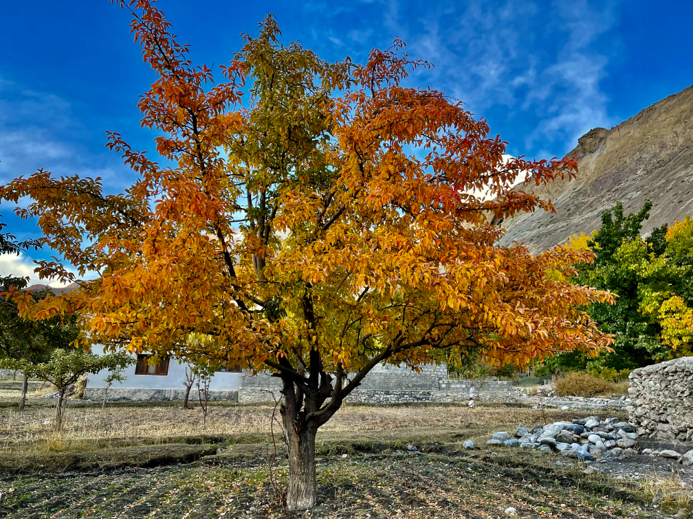 Autumn in Hunza 1